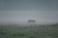 European Bison on the meadow at dawn